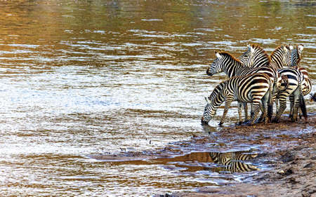 A Herd of Zebra Drinking From River as seen on safari game drive in Keenya Africaの写真素材