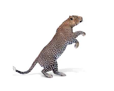 Beautiful spotted leopard big cat standing up on hind legs raising paws before jumping upの写真素材