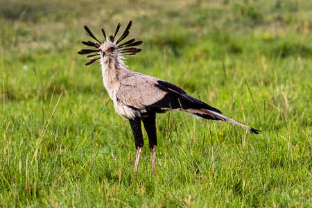 A beautiful large secretary bird with feather crown on head standing in Africa fieldの写真素材