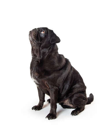 A beautiful purebred black pug breed dog sitting facing side on white background lifting head to look up into copy spaceの写真素材