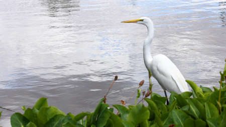 Profile of a white great egret bird in a pond with copy spaceの写真素材