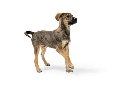 A cute young mixed breed puppy dog on white background facing side lifting paw and looking up with attentionの写真素材