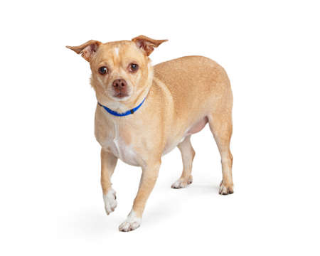 A cute young excited chihuahua crossbreed dog looking at camera with attention and lifting pawの写真素材