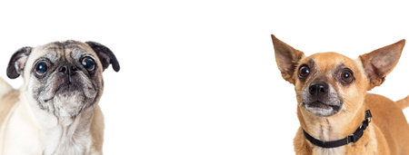 Two cute small breed dogs with attentive expressions on the sides of a white web banner or social media coverの写真素材