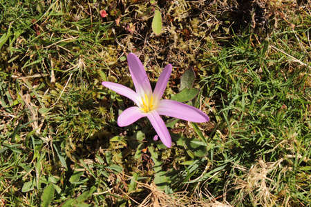 Close-up of a pink flower with yellow stamens in the middle of a meadow in the Barbanza mountain range.の写真素材