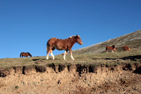 Pyrenean horse in the pass of Paso de Tapia, OchagavÃ­a and houses of Irati.の写真素材
