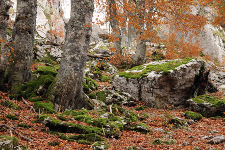 Autumn postcard with the gray of the rock and the trunks, the green of the moss on the rocks and the brown of the fallen leaves, in the Gamueta beech forest, at the end of the AnsÃ³ valley.の写真素材