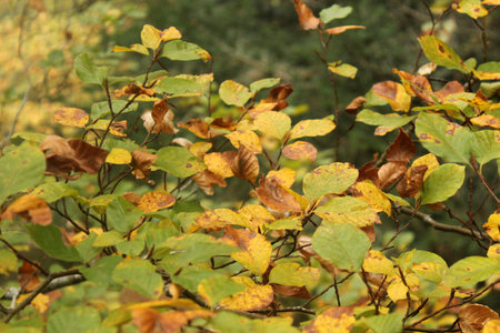 Beech leaves showing their full range of autumn colors.の写真素材