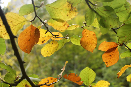Beech leaves showing their full range of autumn colors.の写真素材