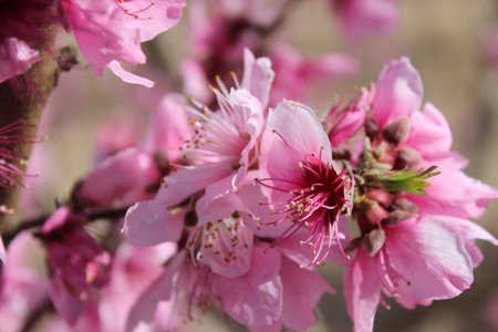 Close-up of apricot blossoms on a sunny dayの写真素材