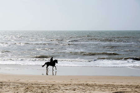 Horse in the beachの写真素材