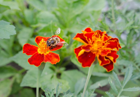 Bee is gathering nectar in marigold flower