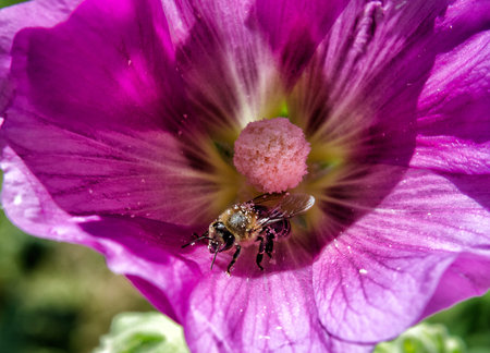 Bee gathering petunia nectar