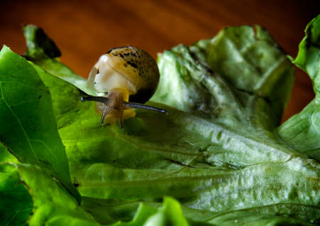Small snail crawling on a green leafの写真素材