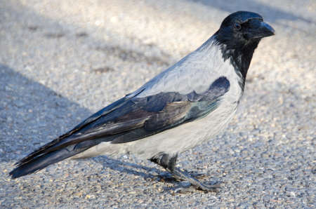 Hooded grey crow in Borisov P
ark, Sofia, Bulgariaの写真素材