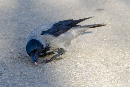 Hooded grey crow in Borisov P
ark, Sofia, Bulgariaの写真素材