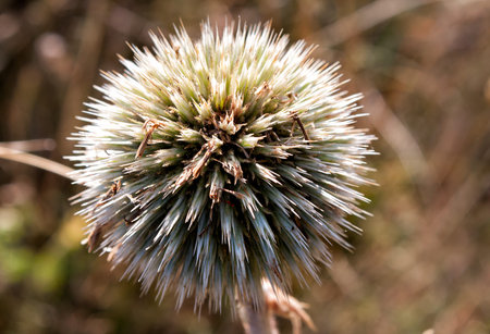 Lesser burdock, Arctium minus, Burweed, Spear Thistle