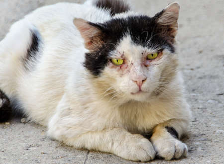 Old male cat with scars from dozens of street battlesの写真素材