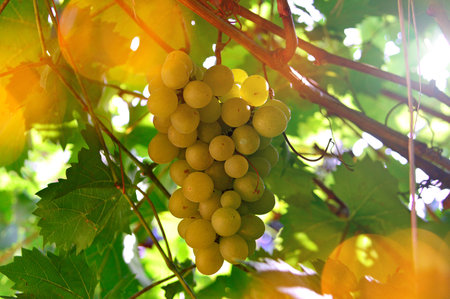 mature sweet white grape bunch in the fall