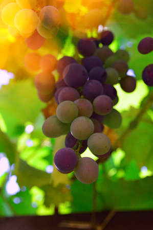 mature sweet red grape bunch in the fallの写真素材