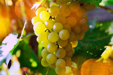 mature sweet white grape bunch in the fallの写真素材