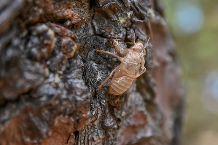 emanated vase of Mediterranean cicada