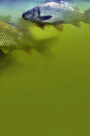 goldfish in pondの写真素材