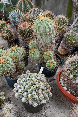 exotic prickly cactusの写真素材
