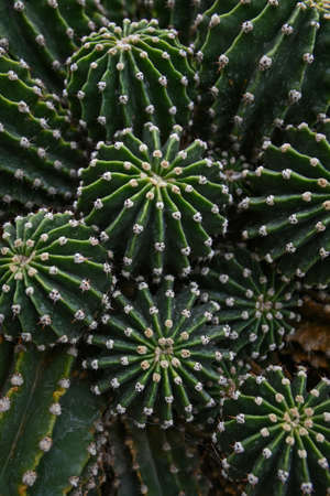 exotic prickly cactusの写真素材