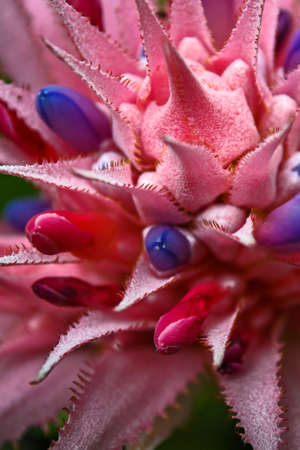 exotic prickly cactusの写真素材