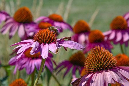 colorful summer wildflowers