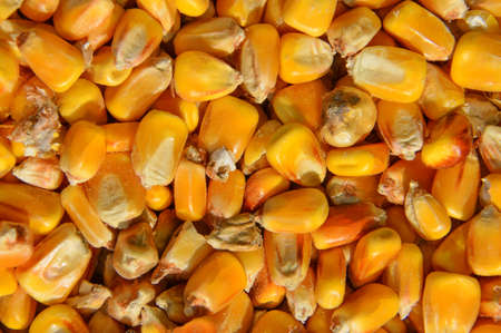 ripe golden corn kernelsの写真素材
