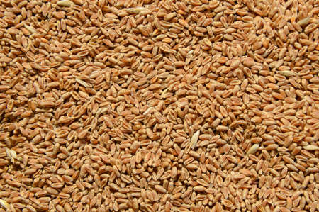 ripe golden yellow wheat seedsの写真素材
