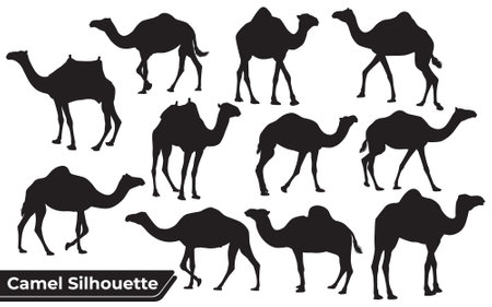 Collection of Camel Silhouette in different posesのイラスト素材