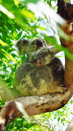 Koalo with Joey, Magnetic Island, Australiaの写真素材