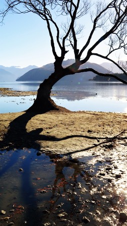 Wanaka Tree, New Zealandの写真素材