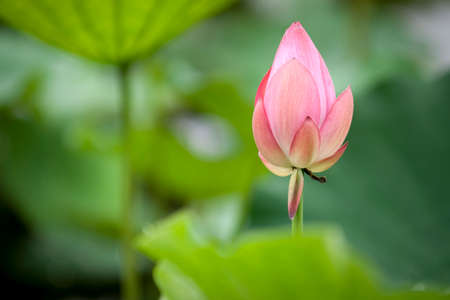 Lotusの写真素材