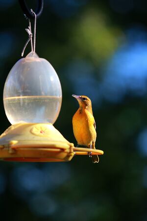 Bird at Lunchの写真素材
