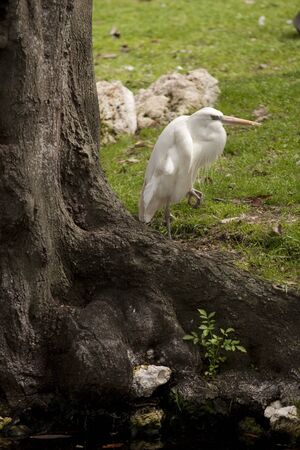 White Egretの写真素材