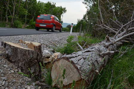 cutted treeの写真素材