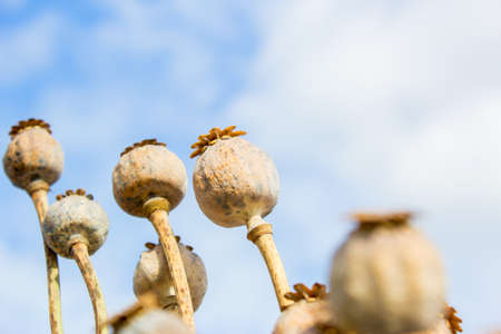 Dried poppy head. Opium drugs plant headの写真素材