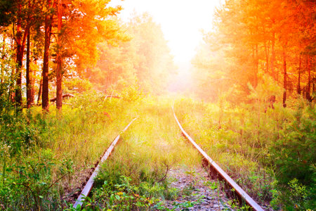 Railroad tracks through a forest in springtime natureの写真素材