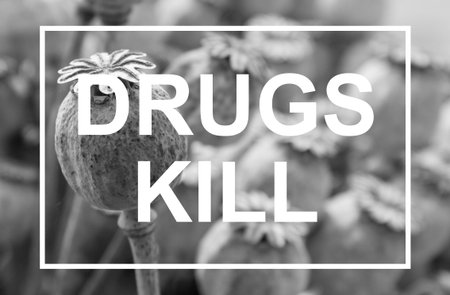 Dried poppy head. Opium drugs plant headの写真素材