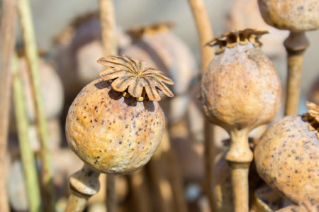 Dried poppy head. Opium drugs plant headの写真素材