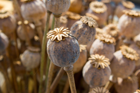 Dried poppy head. Opium drugs plant headの写真素材