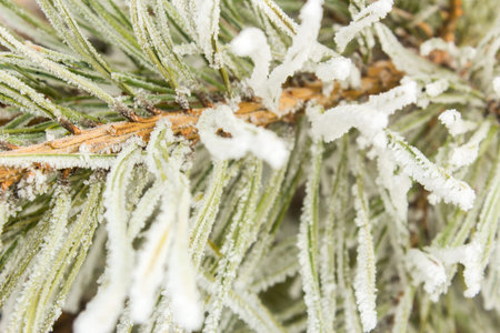 Close-up branch of a pine with needles in frost and snow