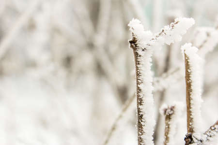 Close-up branch in frost and snow in the winterの写真素材
