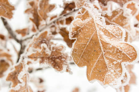 Oak Leaves in the frost and snow in the winterの写真素材