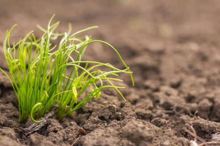 Agriculture. Growing plants. Young baby plants growingの写真素材