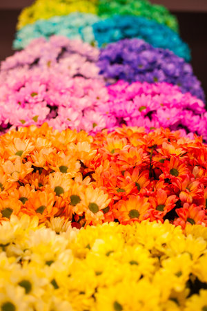 Chamomile flowers are painted in different colors of the rainbow for the backgroundの写真素材